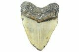 Fossil Megalodon Tooth - North Carolina #365008-1